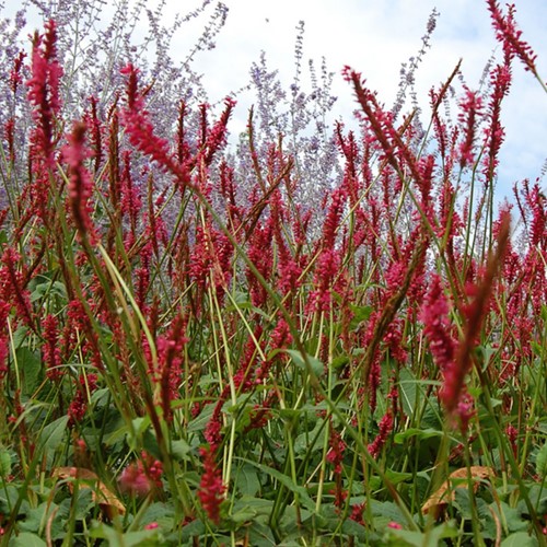 Persicaria amplexicaulis Speciosa - Duizendknoop