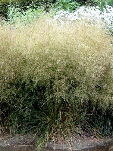 Siergras, Ruwe Smele Goldtau - Deschampsia (Sixpack)