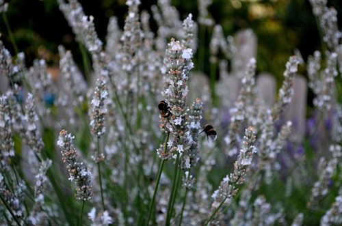 Witte Lavendel - Lavandula angustifolia Alba (Sixpack)