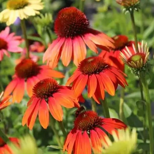 Echinacea Cheyenne Spirit - Rode Zonnehoed