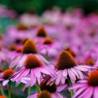 Echinacea Purpurea - Roze Zonnehoed
