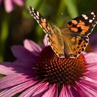 Echinacea Purpurea - Roze Zonnehoed-2