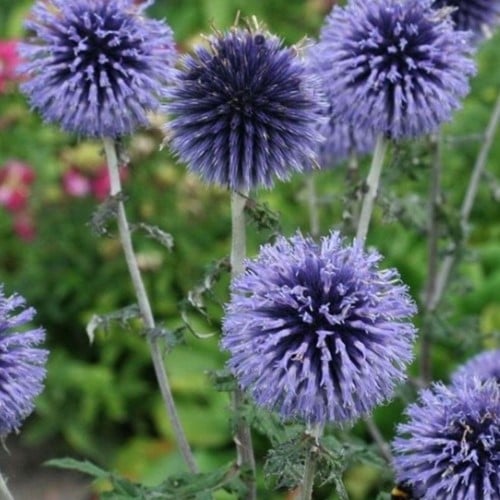 Echinops bannaticus Blue Globe - Kogeldistel