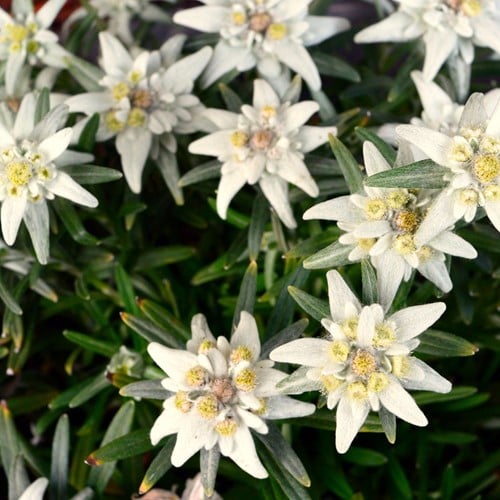 Leontopodium alpinum - Edelweiss