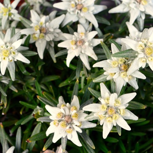 Edelweiss - Leontopodium alpinum (Sixpack)