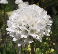 Engels gras Alba - Armeria Maritima