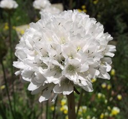 Engels gras Alba - Armeria Maritima