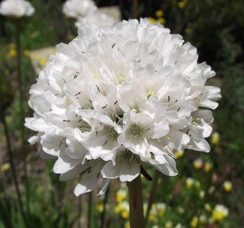 Engels gras Alba - Armeria Maritima