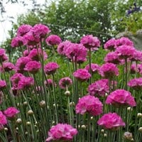 Engels gras Splendens - Armeria Maritima