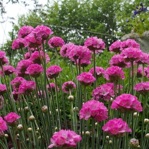 Engels gras Splendens - Armeria Maritima