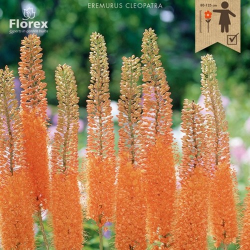 Eremurus Cleopatra Naald van Cleopatra