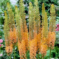 Eremurus Cleopatra Naald van Cleopatra