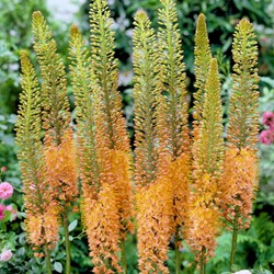 Eremurus Cleopatra Naald van Cleopatra