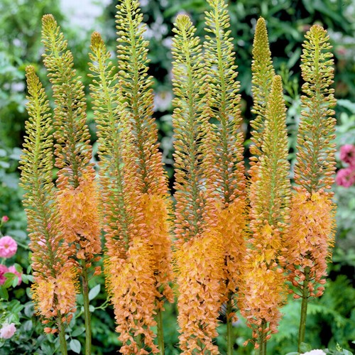Eremurus Cleopatra Naald van Cleopatra