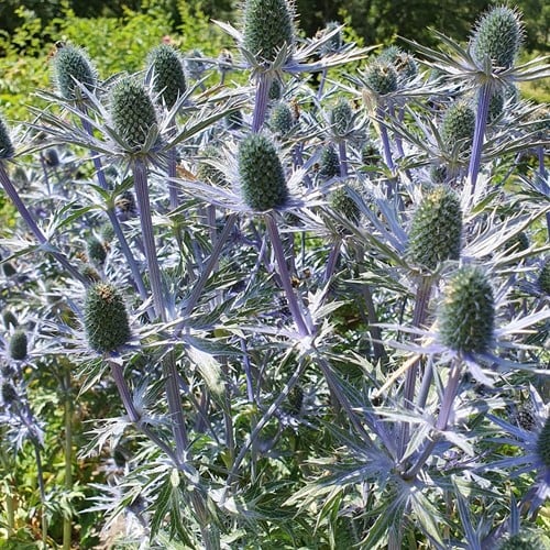 Eryngium planum Blue Hobbit - Kruisdistel