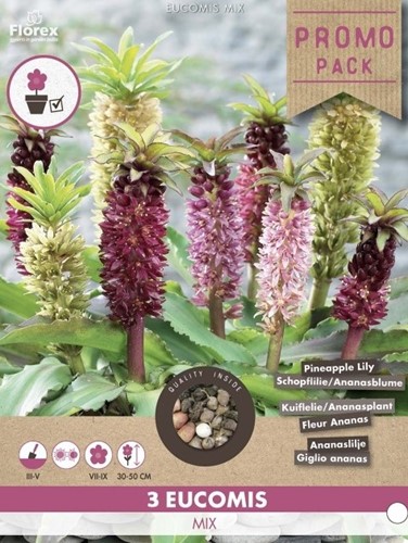 Eucomis Mix - Ananasplant-2