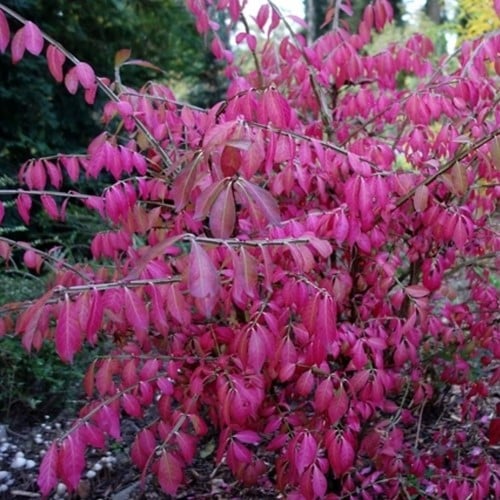 Kardinaalsmuts - Euonymus alatus
