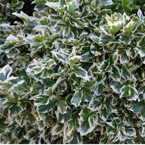 Euonymus Fortunei Emerald Gaiety - Kardinaalsmuts