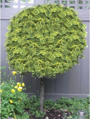 Euonymus Fortunei Emerald 'n Gold - Kardinaalsmuts