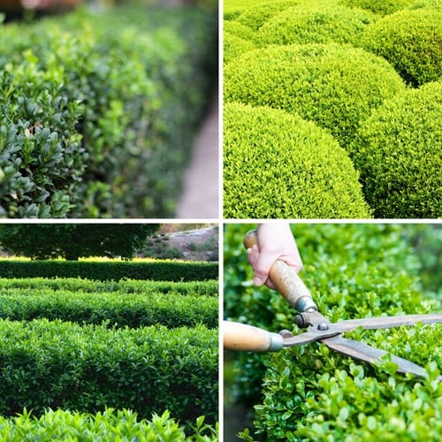 Euonymus japonicus Green Spire P12 - Buxus haag alternatief