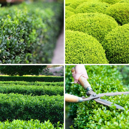 Euonymus Japonicus Green Spire P10,5 -Buxus haag alternatief