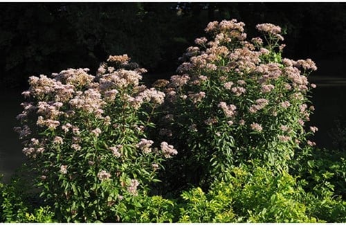 Eupatorium rugosum Chocolate Koninginnekruid