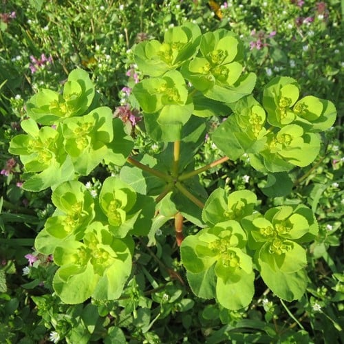 Euphorbia amygdaloides robbiae - Amandelwolfsmelk