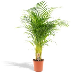 Areca palm - Ø21cm - 110cm