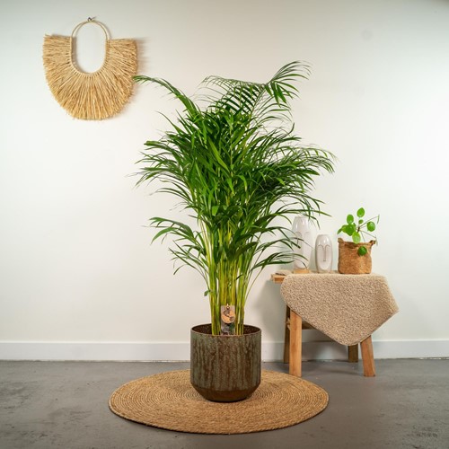 Areca palm - Ø21cm - 130cm-2