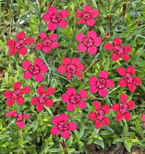 Rode Steenanjer Brilliant - Dianthus deltoides