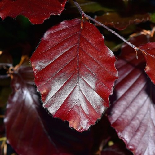 Fagus Sylvatica Rood  - Beukenhaag