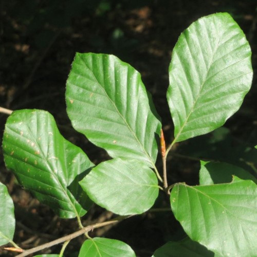 Beukenhaag (Fagus Sylvatica) 10x