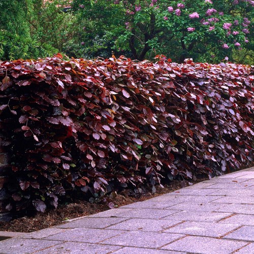 Fagus Sylvatica Rood  - Beukenhaag