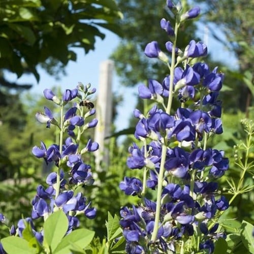 Baptisia australis - Valse Indigo
