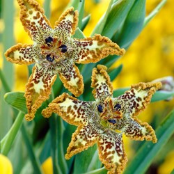 Ferraria Crispa – Zeesterlelie