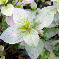 Pepermunt Mentha piperita Senior
