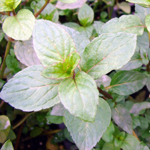 Pepermunt Mentha piperita Senior