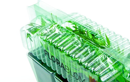 Buxushaag 1 meter - Buxus (Sixpack)-2