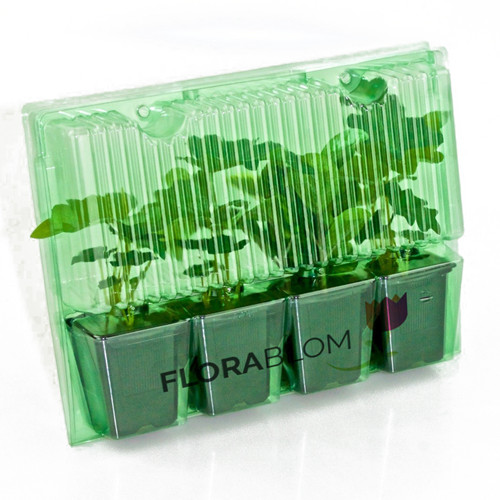 Borderpakket Geel (12 planten: 2 m²)-1