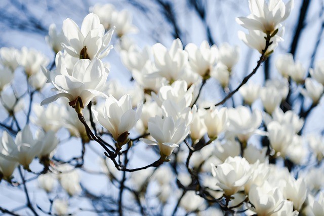 Magnolia snoeien