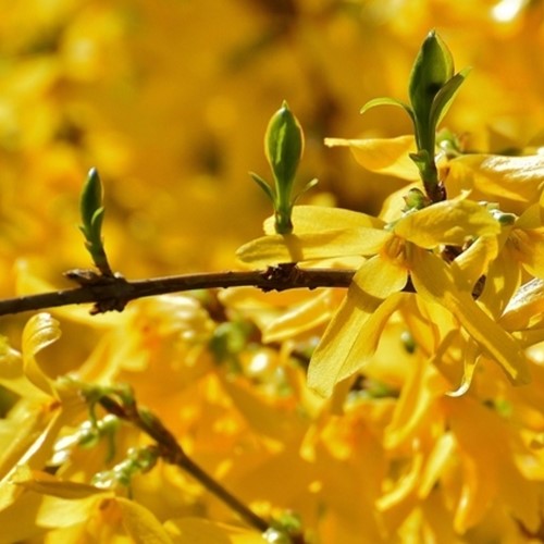 Chinees Klokje - Forsythia intermedia spectabilis-2