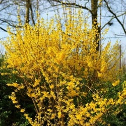 Chinees Klokje - Forsythia intermedia spectabilis