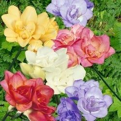 Freesia Dubbel Mix