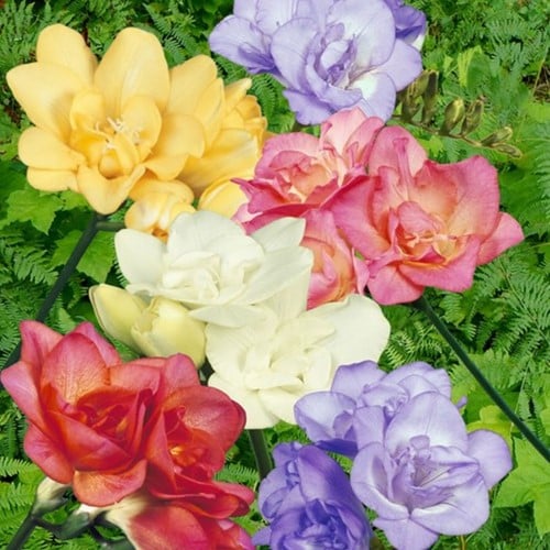 Freesia Dubbel Mix