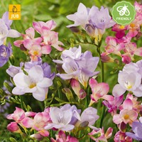 Freesia Pastel Mix-2