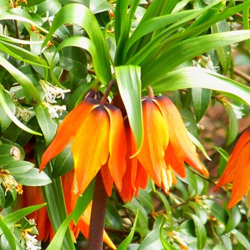 Fritillaria Imperialis Aurora - Keizerskroon