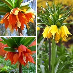 Fritillaria Imperialis Mix - Keizerskroon