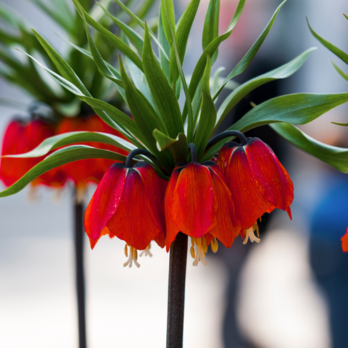 Fritillaria imperialis Rubra Maxima - Keizerskroon