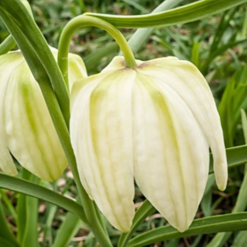 Fritillaria meleagris alba - Kievitsbloem