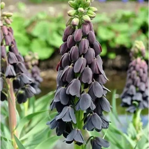 Fritillaria Persica - Keizerskroon (Grootverpakking)